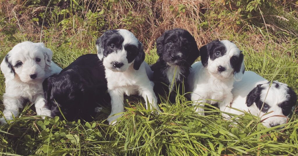 Cockapoo Pups For Sale In Scotland: Find Your Perfect Companion
