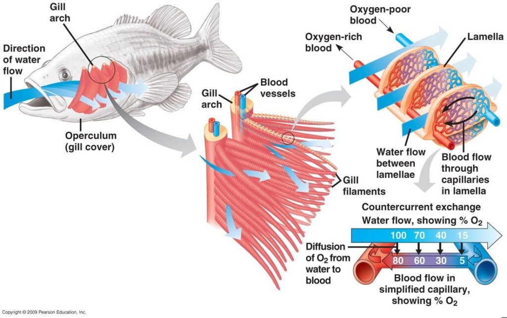 The Efficient Adaptation In Fish: Increased Surface-To-Volume Ratios