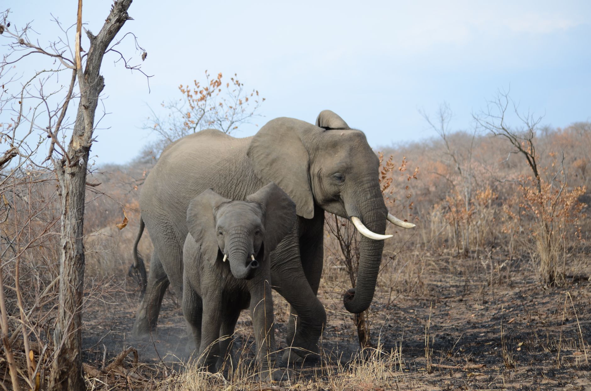 newborn elephant calf