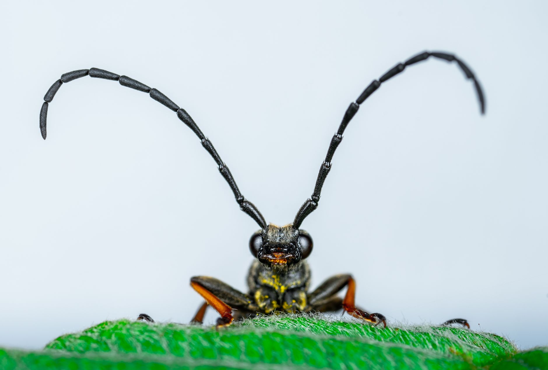 nature-inspired antenna design